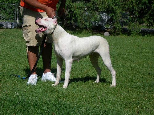 dogo argentino 2212214 640