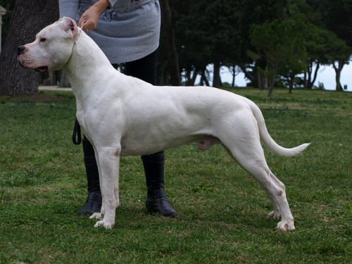 dogo argentino 2212225 640