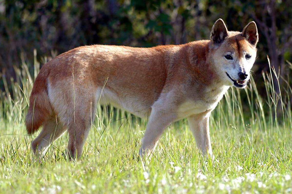 สุนัขสายพันธุ์ นิวกินี ซิงกิง ด็อก (New Guinea Singing Dog) - ตลาดซื้อ