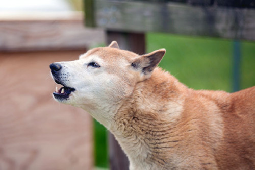 new guinea singing dog