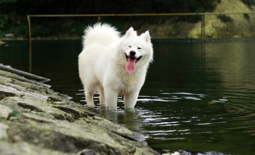 samoyed 2765557 640