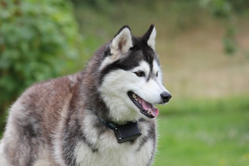 siberian 2040458 640