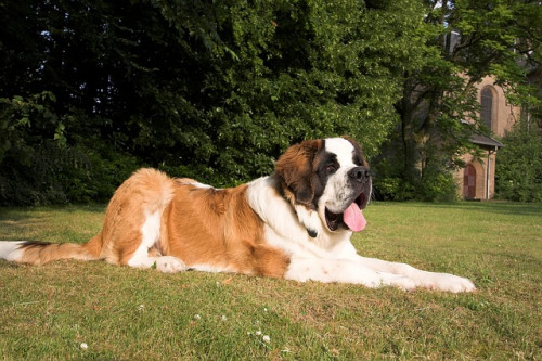 st bernard 1040956 640