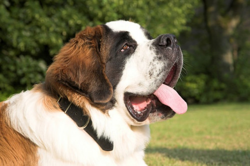 st bernard 1040957 640