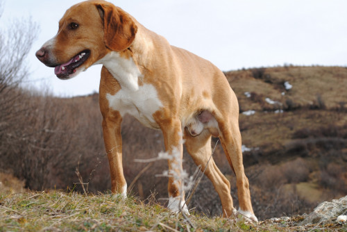 Balkan Hound