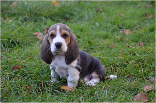 Basset Artesien Normand 2