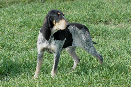 Bleu de Gascogne