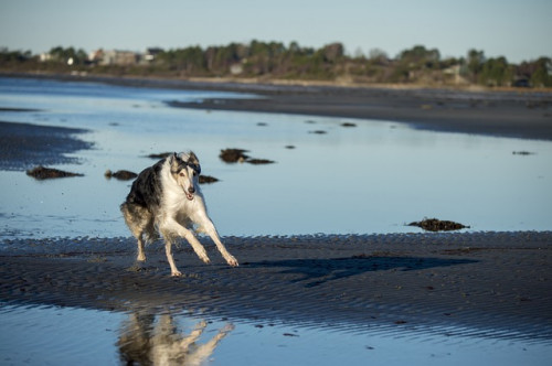borzoi 3954631 640
