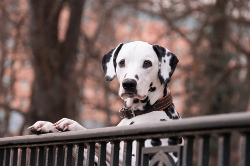 dalmatians 3210166 640