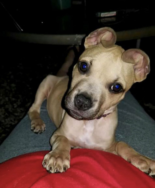 rescued adopted dog pit bull cinnamon roll ears pit sisters 4 5c3dbaf07d05f 700
