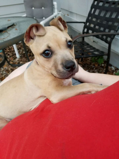 rescued adopted dog pit bull cinnamon roll ears pit sisters 5 5c3dbaf21787b 700