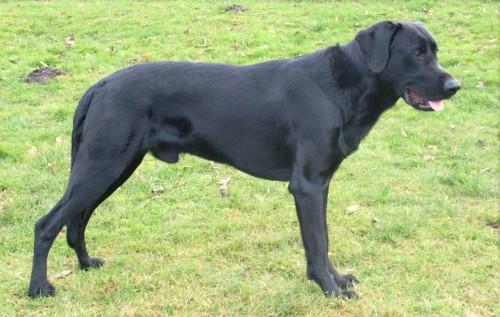 Perro de Pastor Mallorquin1