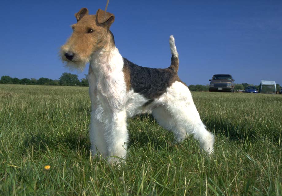 fox terrier for sale near me