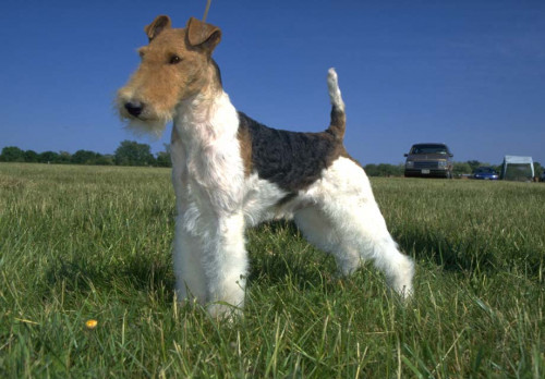 Wire-Fox-Terrier.jpg
