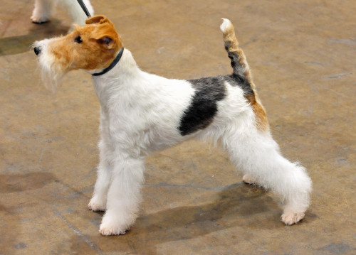 Wire-Fox-Terrier2.jpg