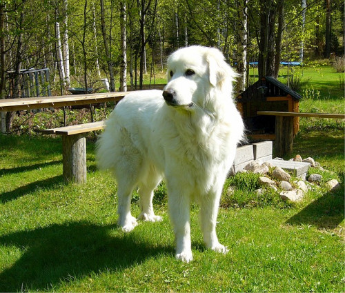 pyrenean-mountain-dog-518259_6400e4c573176846361.jpg