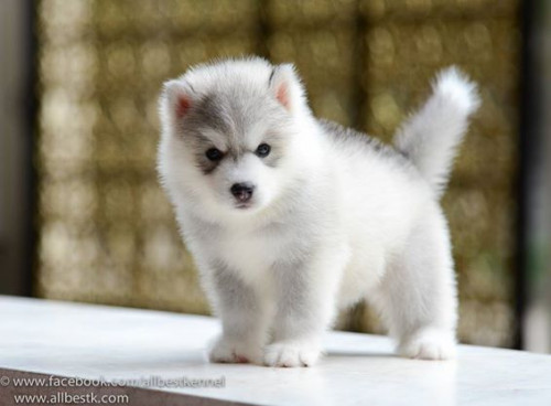 10155782 845748432126719 5755571078003956543 n