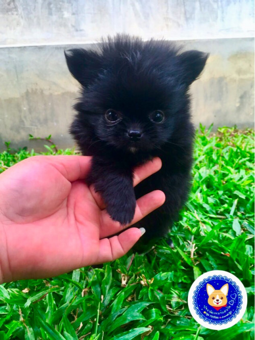 D5A095A4 8794 4A73 A1F6 87BA29AA04C2