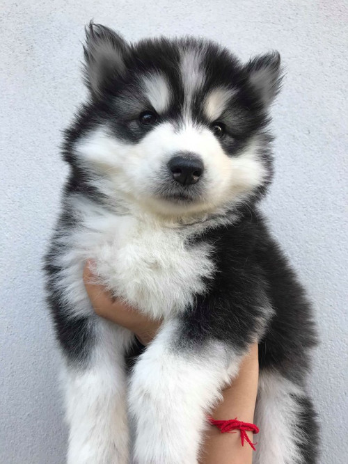 52566000 408726739944275 1310549415710162944 n