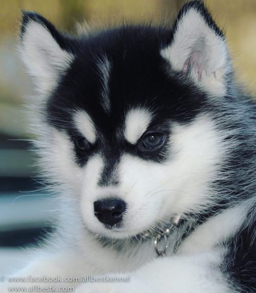 13668874 1238495172852041 91731500223409191 o