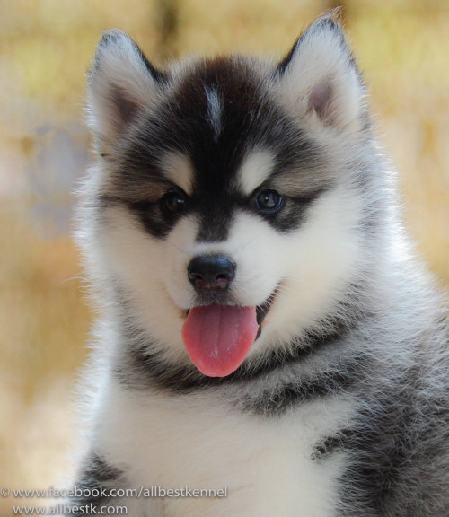 13305046 1183842178317341 4306181403171031729 o