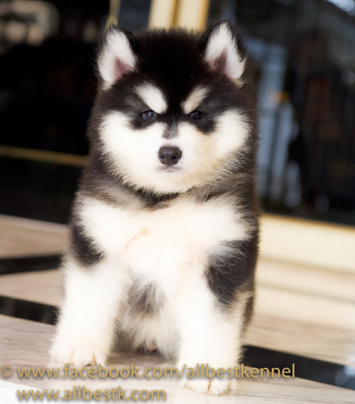 49813236 2269810446387170 2294979284575453184 o