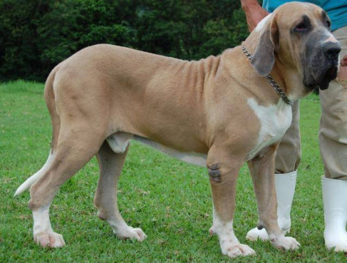 fila brasileño1