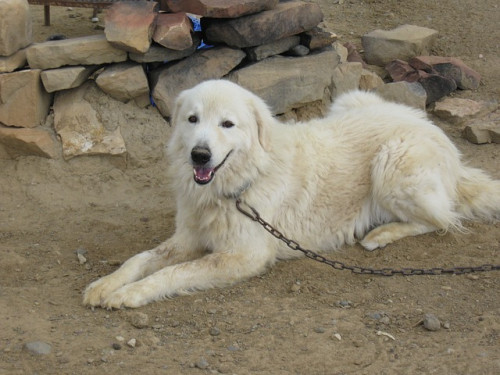 maremma sheepdog 379970 640