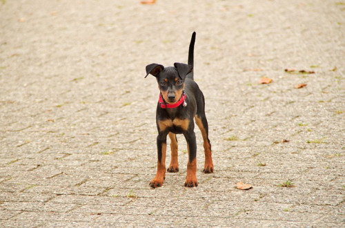 miniature pinscher 2874267 640