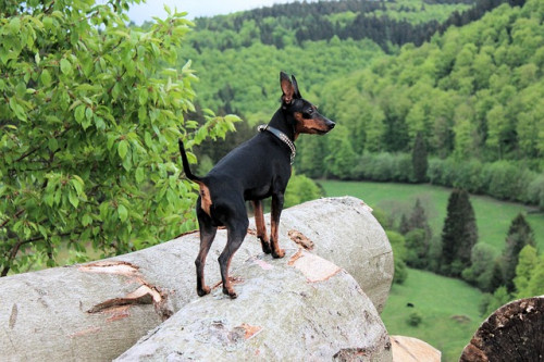 miniature pinscher 3516333 640