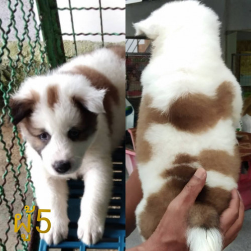 53692842 2334453243503972 8549798603655217152 n