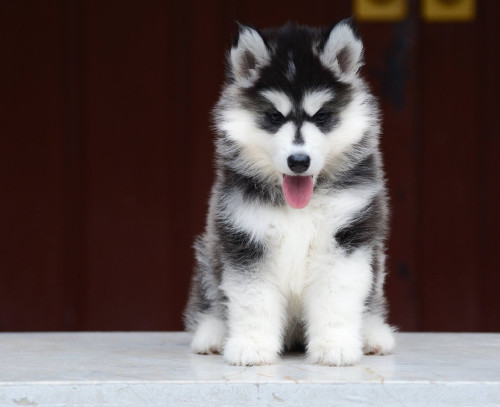 12496165 1136422479725978 7153189596139634558 o