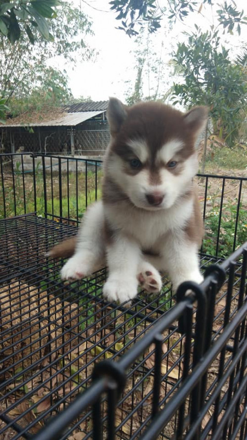 53452033 2501642313244535 4735956095363710976 n