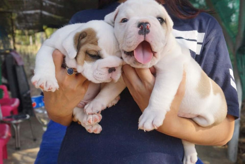 52920382 2552602874811501 4420368856300650496 n