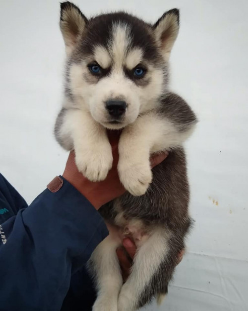 53160475 2172863276128020 7215537356403638272 n