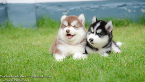 14362641 1266865786681646 3134121151241776870 o