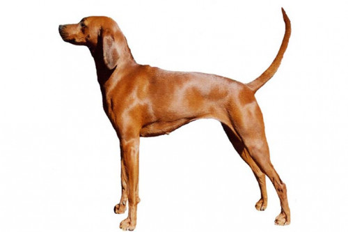 Redbone Coonhound