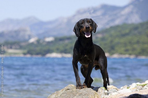 Yougoslavian Mountain Hound
