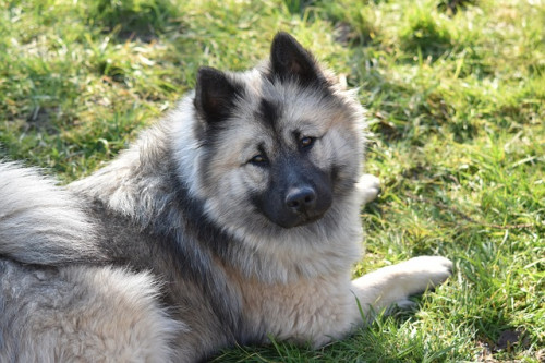 dog 3999614 640