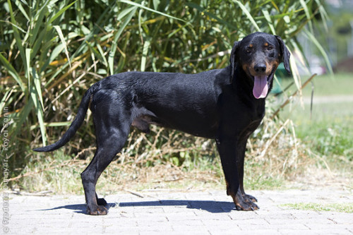 montenegrin cute montenegrin mountain hound breed