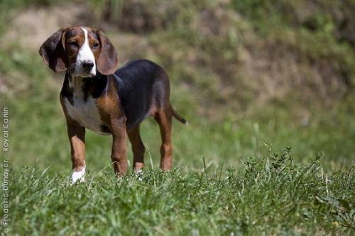 serbian breed