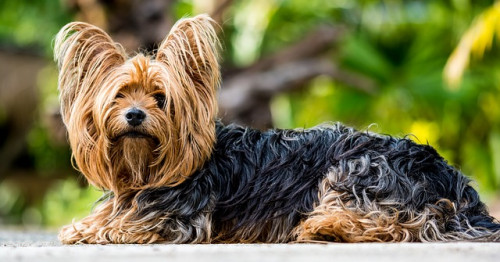 yorkshire terrier 361730 640