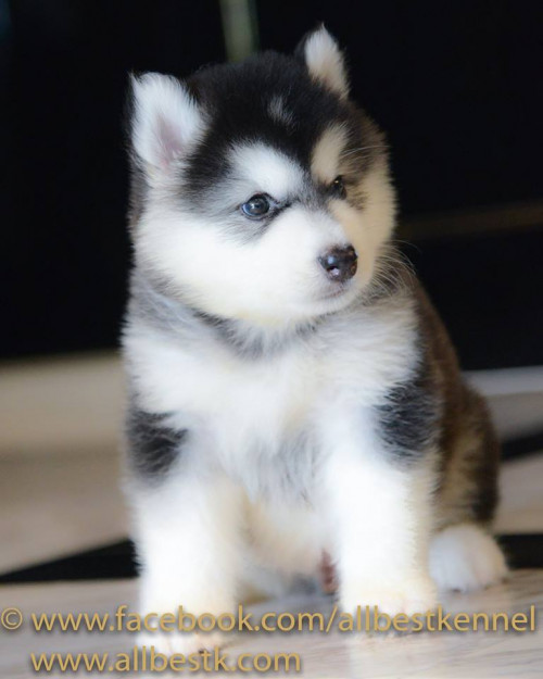 48365854 2229070240461191 3721792636059648000 n