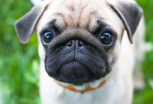 dog 3243734 640