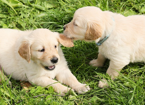 dogs 1210323 640