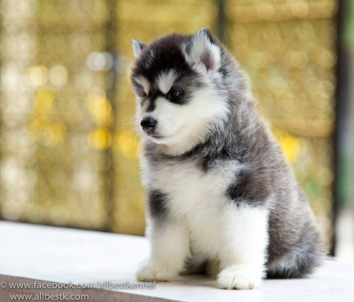 12465946 1091601767541383 2269725833318628307 o