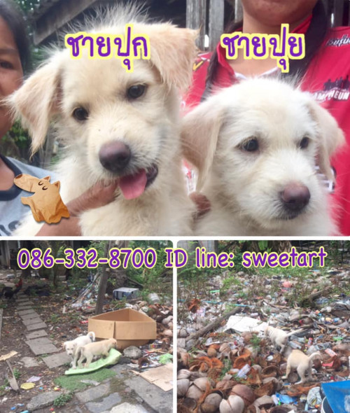 56219818 2117329161686207 234789944923521024 n