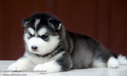 10265598 1087825844585642 3241963152094701107 o