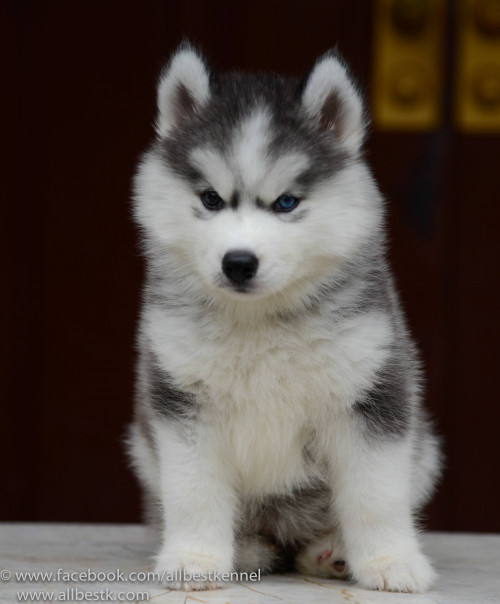 12646846 1103314816370078 7599058583662801433 o