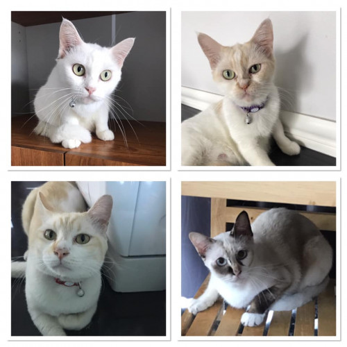 56340198 2588856774522893 3073461464393056256 n